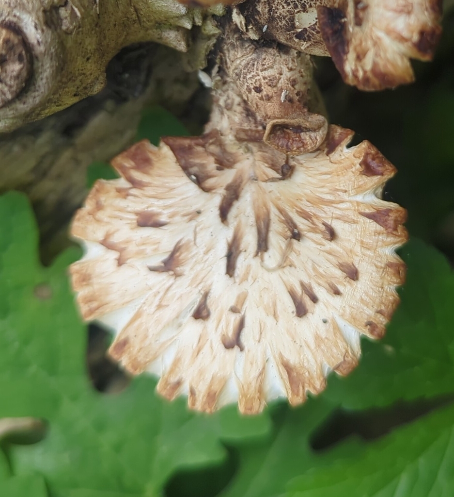 Dryad's Saddle · May 2026 · photo: Photo: no rights reserved · iNaturalist