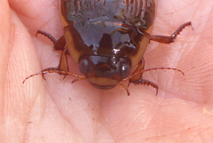 Dytiscus fasciventris
