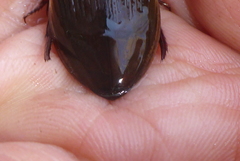 Dytiscus fasciventris