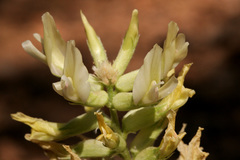 Astragalus giganteus