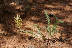 Astragalus giganteus