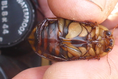 Dytiscus fasciventris