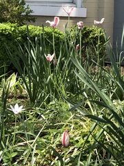 Tulipa clusiana