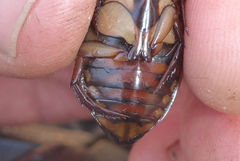 Dytiscus fasciventris