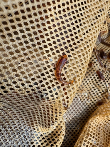 Dwarf hillstream loach (Neohomaloptera johorensis) — Balitoridae — 3