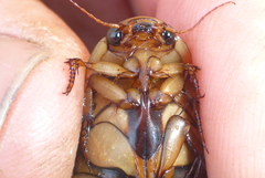 Dytiscus fasciventris