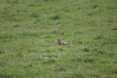 Turdus viscivorus