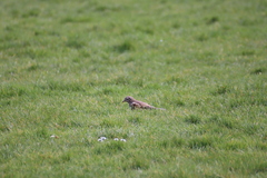 Turdus viscivorus
