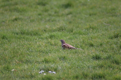 Turdus viscivorus