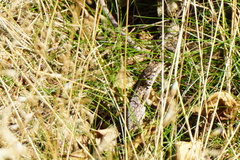 Lacerta agilis argus