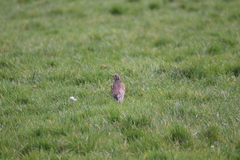 Turdus viscivorus