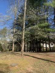 Cornus florida