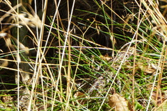 Lacerta agilis argus