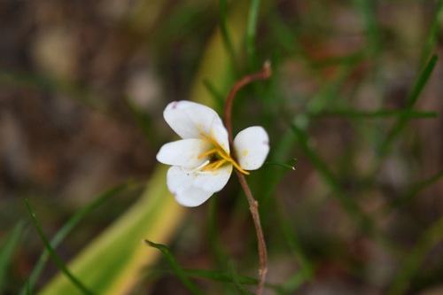Zephyranthes minuta, photograph 2