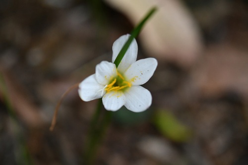 Zephyranthes minuta, photograph 1