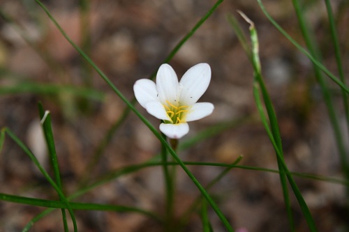 Zephyranthes minuta
