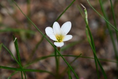 Zephyranthes minuta