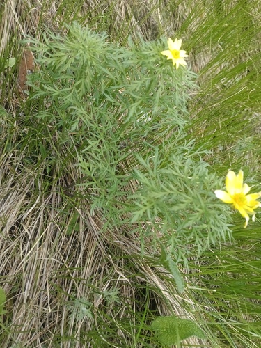 Adonis volgensis, photograph 3
