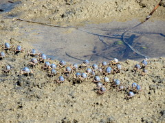 Mictyris longicarpus