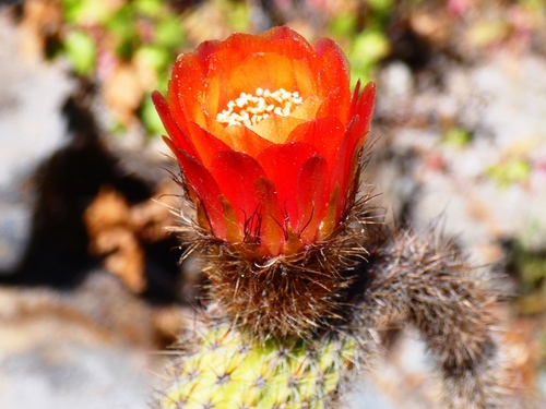 Corryocactus apiciflorus, photograph 2