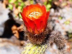 Corryocactus apiciflorus, photograph (c) Jean Capcha Ramos, some rights reserved (CC BY)