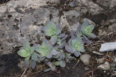 Hylotelephium telephioides