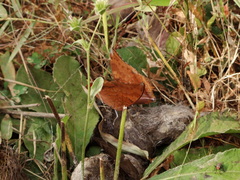 Charaxes psaphon