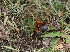 Charaxes psaphon