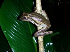 Polypedates leucomystax