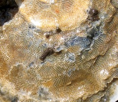 Membraniporoidea