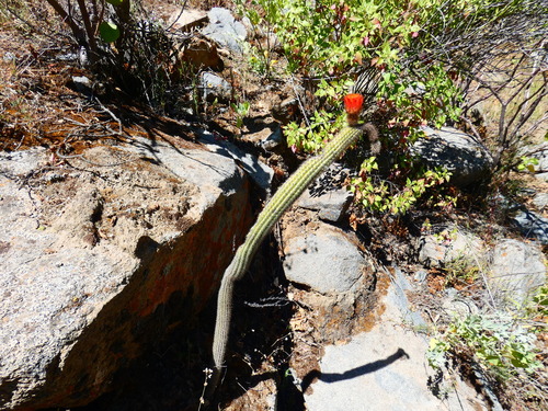 Corryocactus apiciflorus, photograph 1