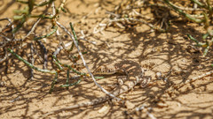 Acanthodactylus schmidti