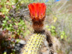 Corryocactus apiciflorus