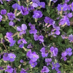 Aubrieta deltoidea