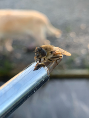 Eristalis pertinax
