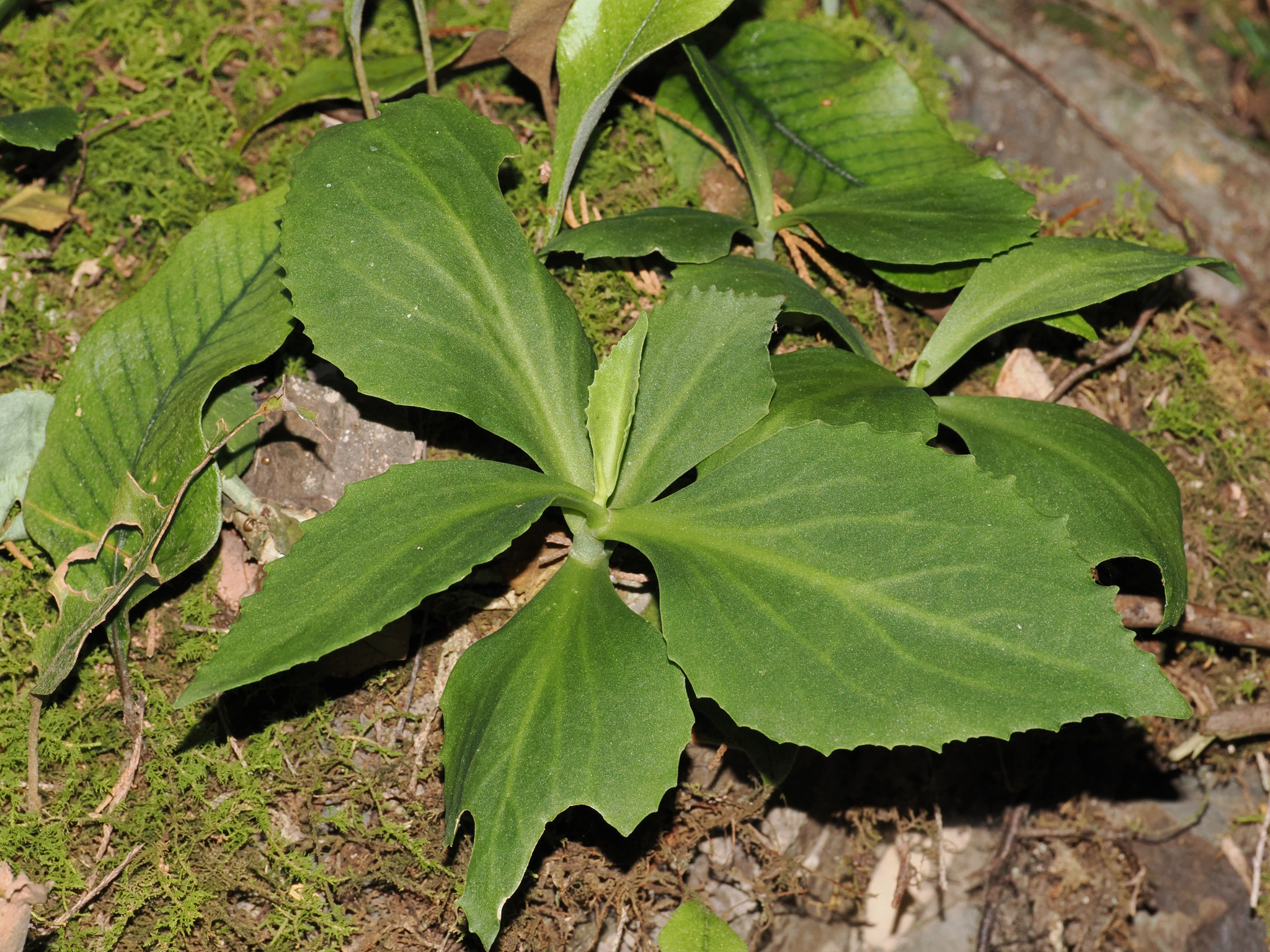 Hylotelephium mingjinianum (S.H.Fu) H.Ohba 3