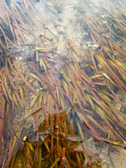 Cymodocea rotundata