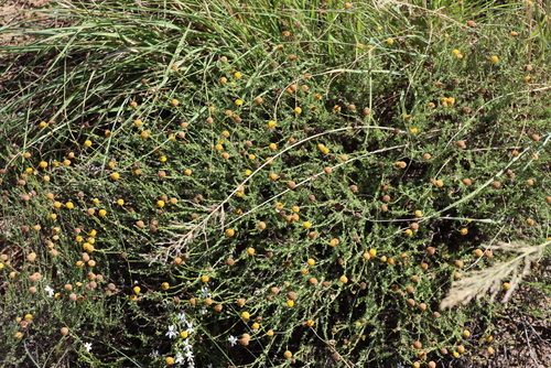 Pentzia incana, photograph 5