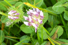 Trifolium barbigerum