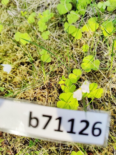 European wood-sorrel