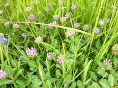 Trifolium barbigerum
