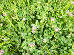 Trifolium barbigerum