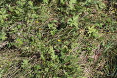Ranunculus multifidus, photograph (c) Tony Rebelo, some rights reserved (CC BY-SA)
