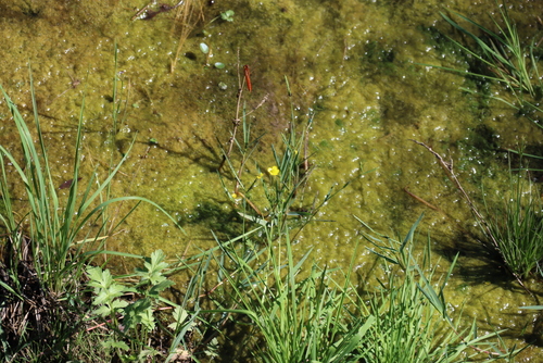 Ranunculus multifidus, photograph 3