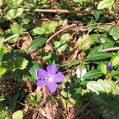 Vinca minor