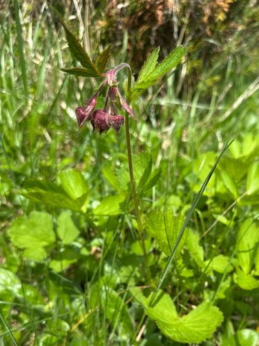 Water Avens