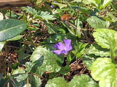 Vinca minor