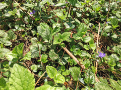 Vinca minor