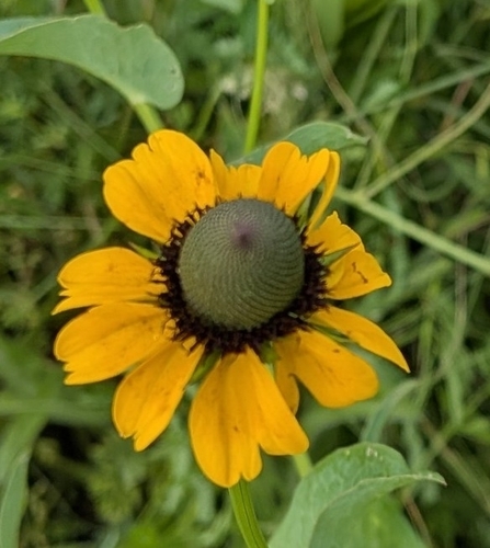 Rudbeckia amplexicaulis