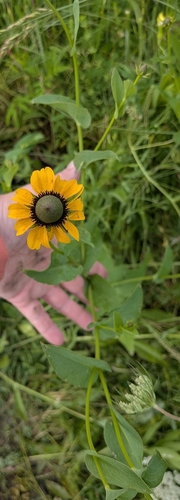 Rudbeckia amplexicaulis